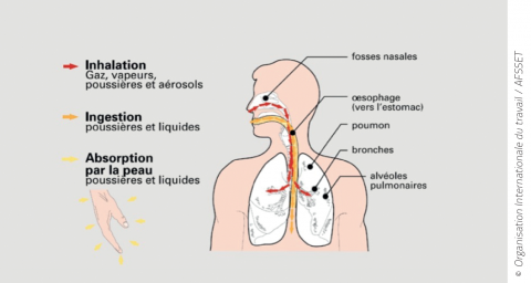 Schéma d'un corps humain avec les voies d’entrée des produits chimiques dans le corps (inhanalation, ingestion, absortion par la peau)