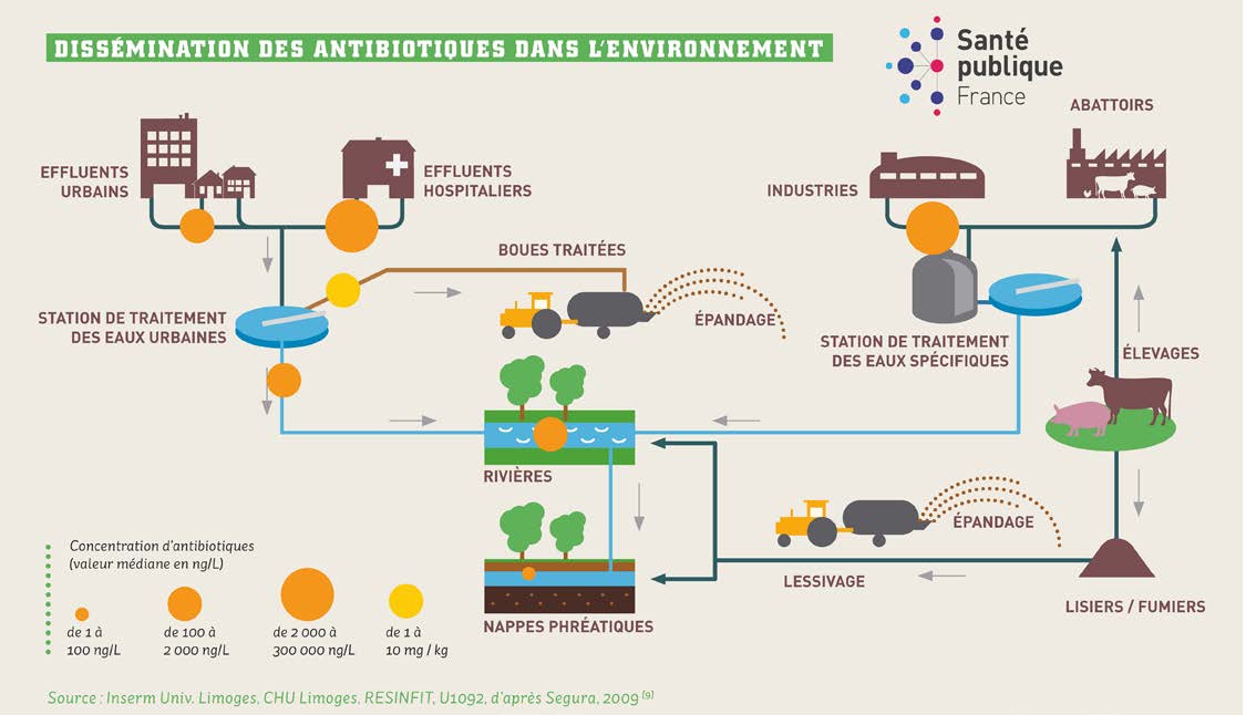 Infographie dissémination des antibiotiques dans l'environnement