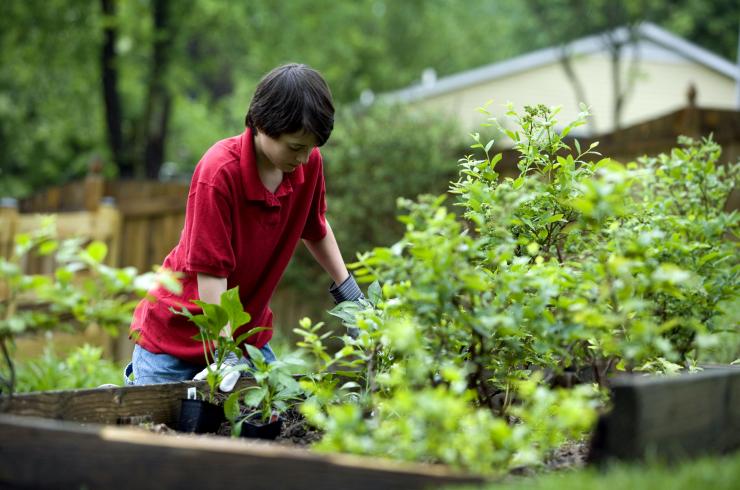 garçon qui fait des plantations sur un carré potager en bois