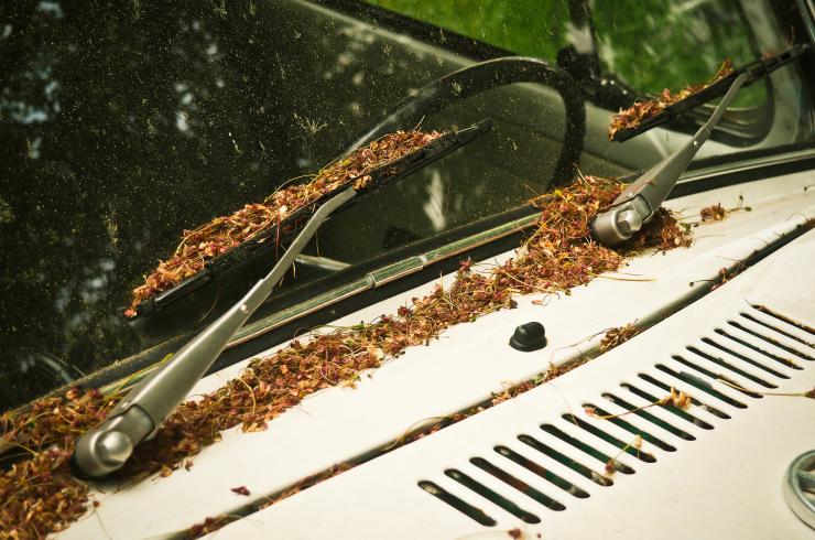 pollens sur le pare-brise d'une voiture garée
