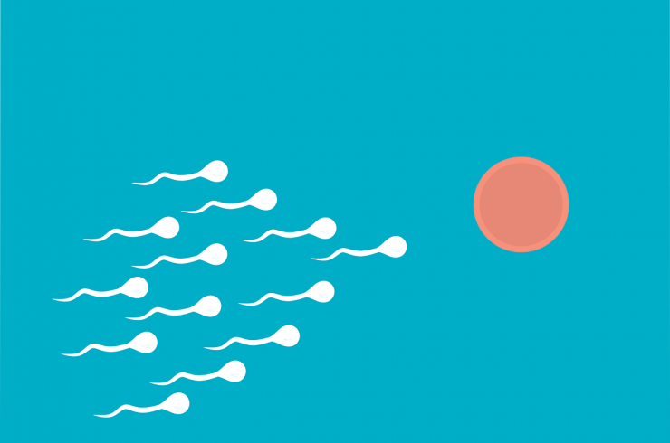 spermatozoide ovule 
