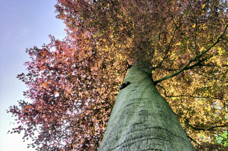 Accès à la Nature : inégalités, obstacles et solutions  