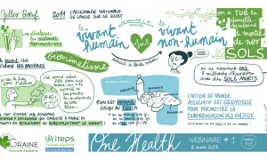 dessin 3 Louise Plantin - One Health - Web1